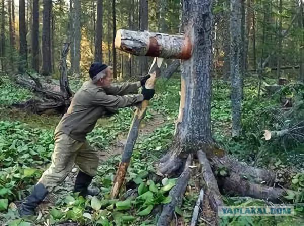 Более подробно про сборщика кедровых шишек