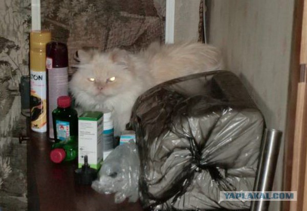 Встреча котэ с невестой. Это нормально?