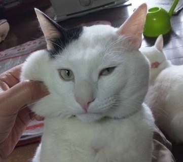 Прикольных котов пост