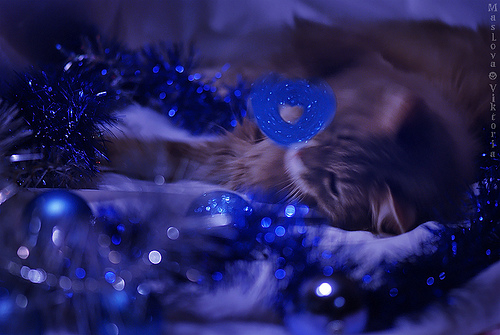 Новогодний КОТОВТОРНИК!