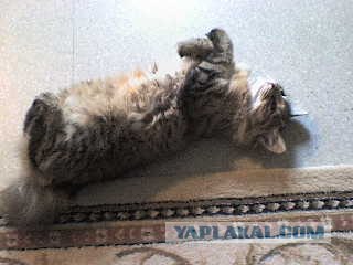 Котовторник на ферме (65 фот)