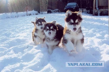 Хаски (фото Оmer Volkan Cüran)