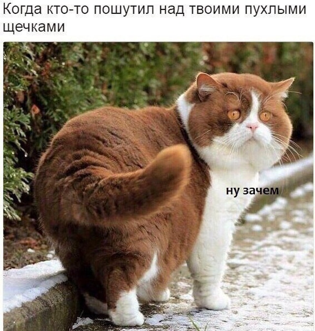 Немного милоты