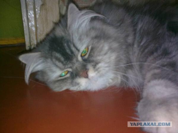 Супер-котофото на котовторник
