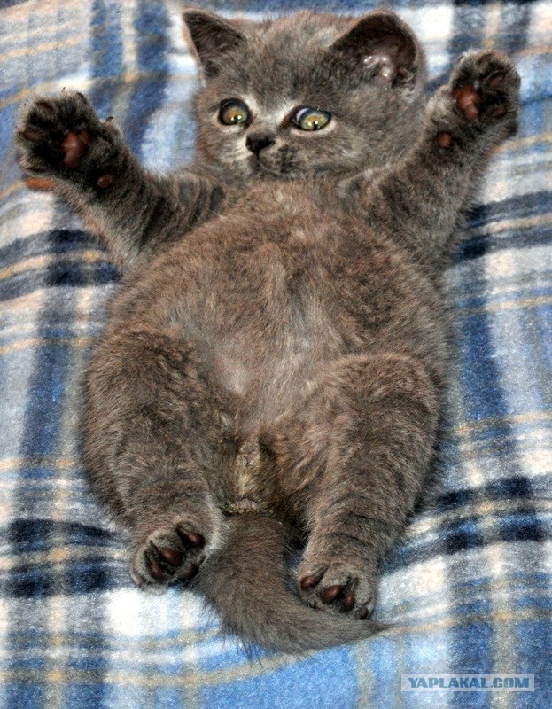 Котовторник 27.03.2012