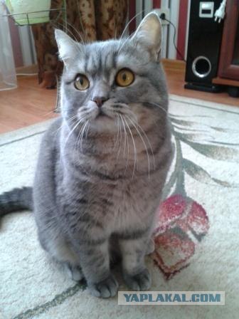 Котовторник  от 3.04.2012
