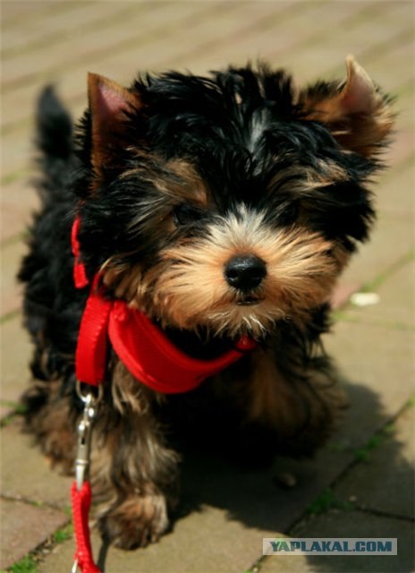 Собакочетверг 12.07.2012