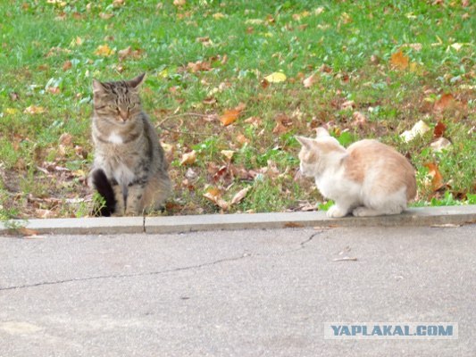 Котовторник 2.10.2012