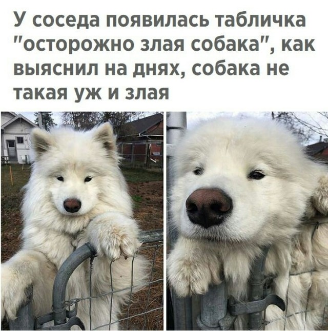 Анекдоты, истории и картинки с надписями