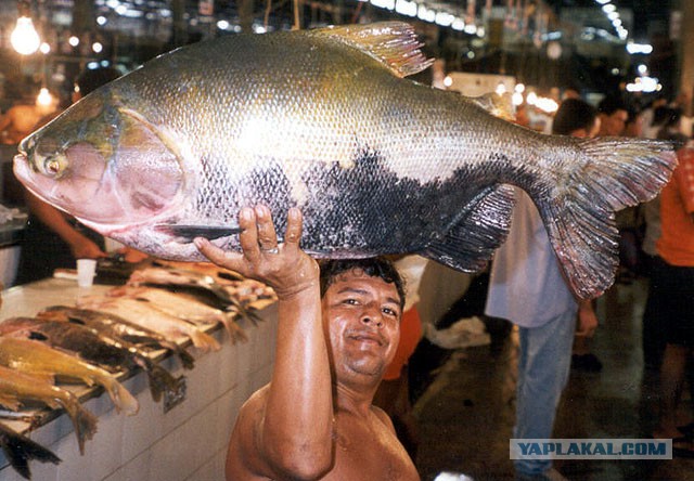 Великолукский рыбак поймал в Ловати Бурого паку
