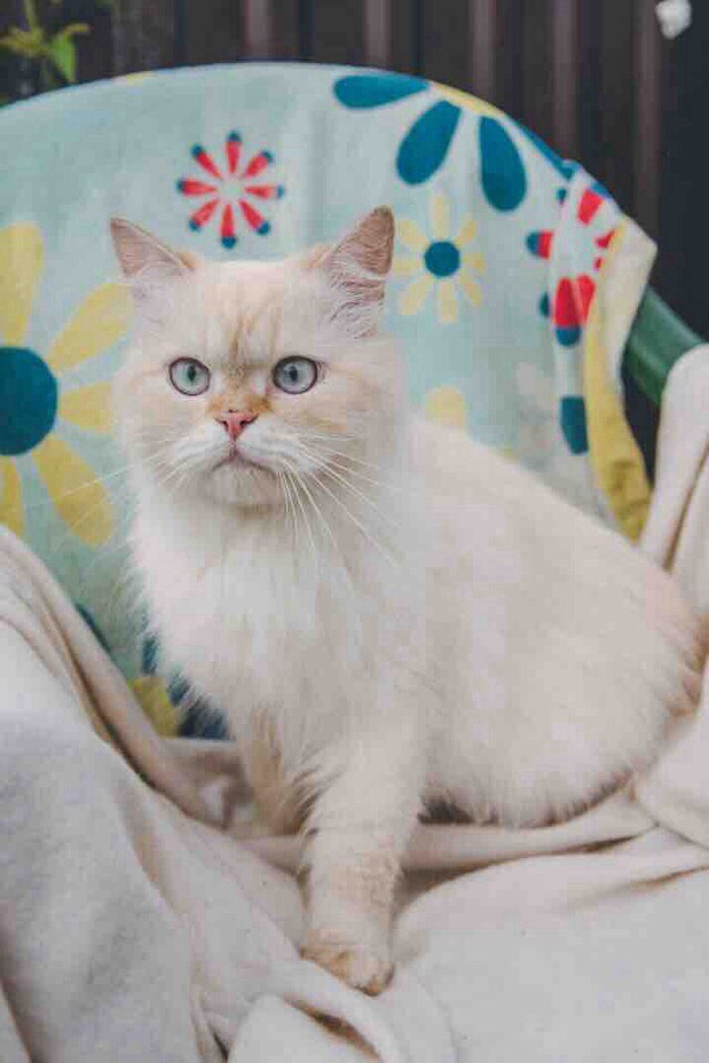 Забавные фото котеек