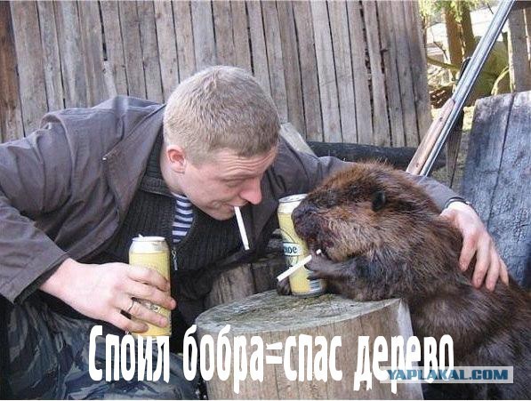 Как я бобровую струю пил