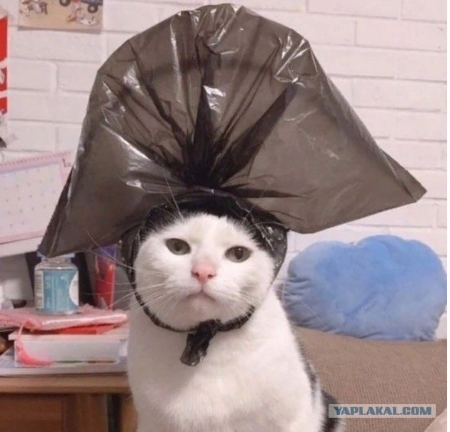 Котики