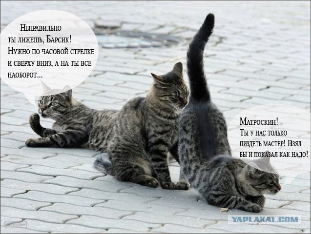 Подпиши фото!