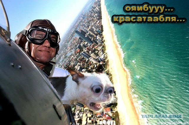 Хозяин, ты что?