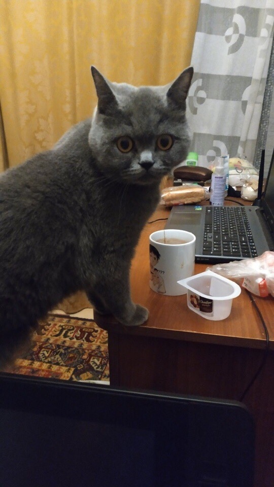Эти забавные животные