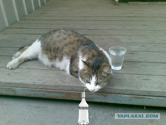 Фотожаба: Лето. Коту жарко