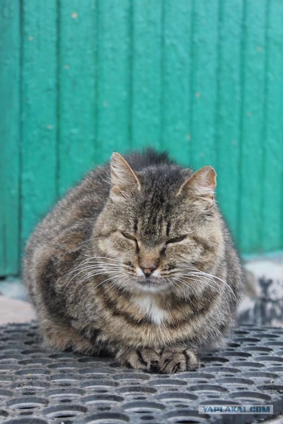 Жизнь домашнего приюта "Котоленд" 283