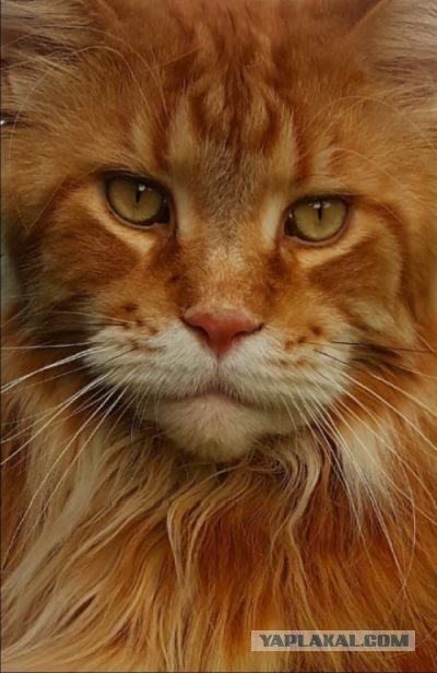 Кот Мейн-кун: царь домашних кошек!