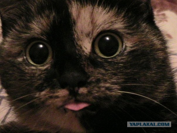 Котаник