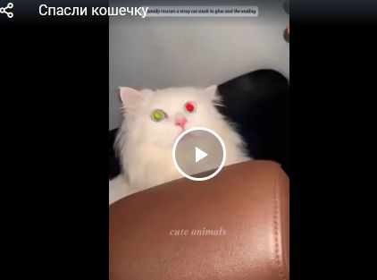 Спасли кошечку