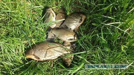 День, проведенный на рыбалке