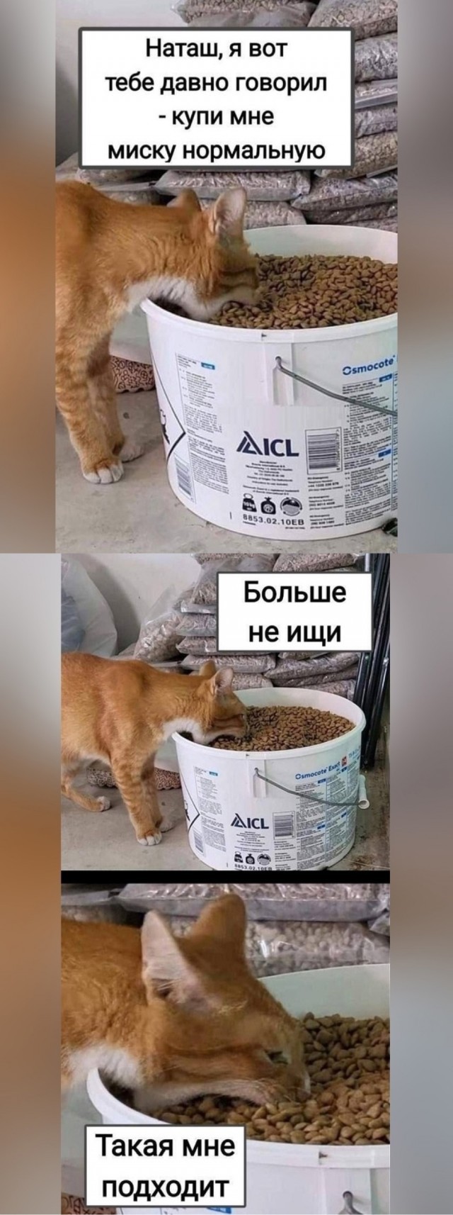 Всемирный день котиков.