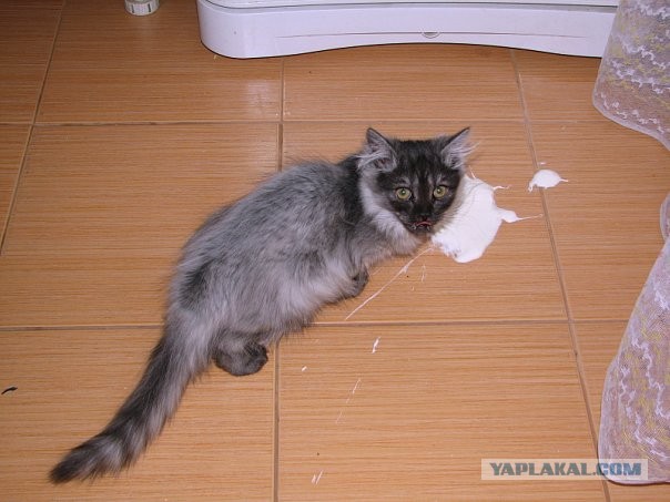 Котовторник 8.10.2013