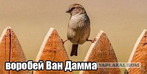 Ченнинг Татум: пародия на Жан-Клода Ван Дамма