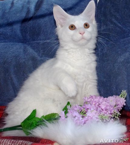 Кунята, 3 недели.