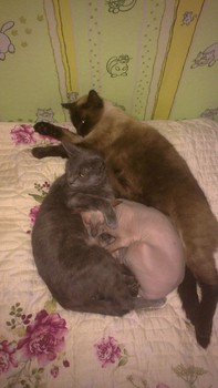 Котовторник 04.03.2014