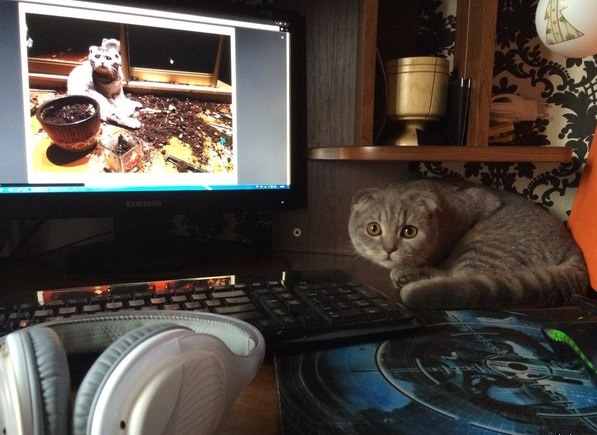 Котовторник  25.03.2014