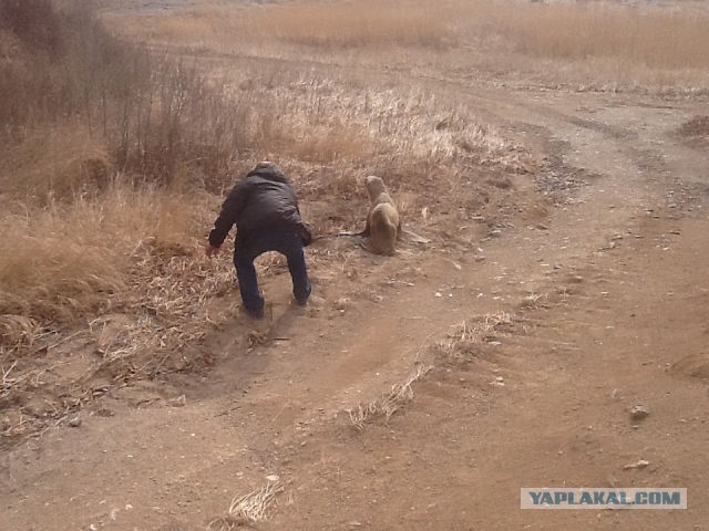 Cпасение морского льва
