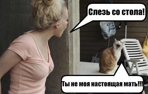 40 провинившихся котов
