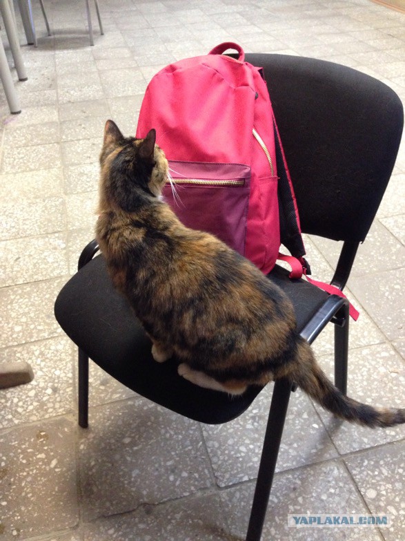 Котовторник 15.12.2015