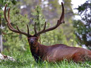 «Часто спрашивают, ревную ли я жену, когда она спит с другими мужчинами». Футболист пришел к успеху в порно