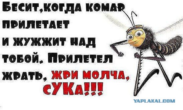 Процесс высасывания крови комаром сняли на видео