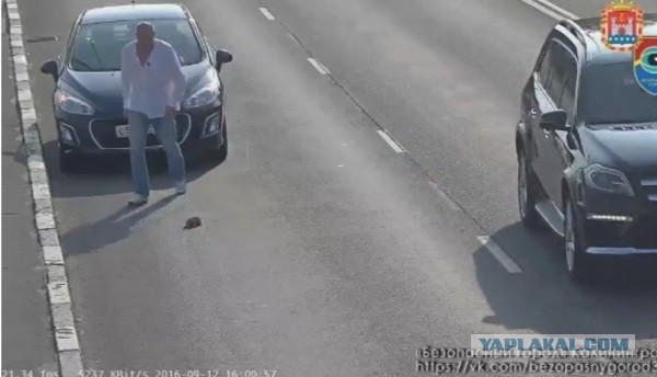 Камеры сняли спасение котёнка из-под колёс на проезжей части