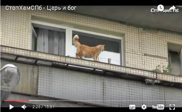 СтопХамСПб - Царь и бог