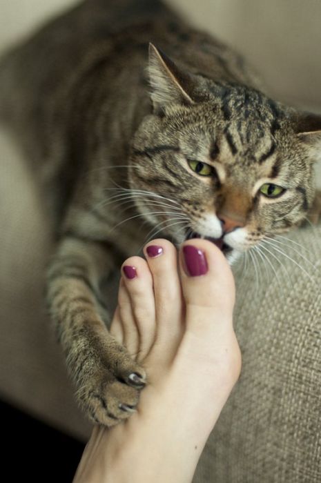Коты из сети