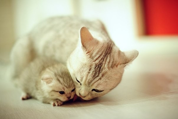 Коты из сети