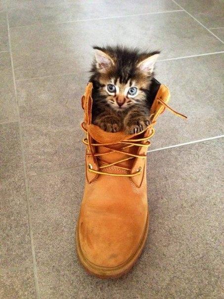 Коты и Кошки