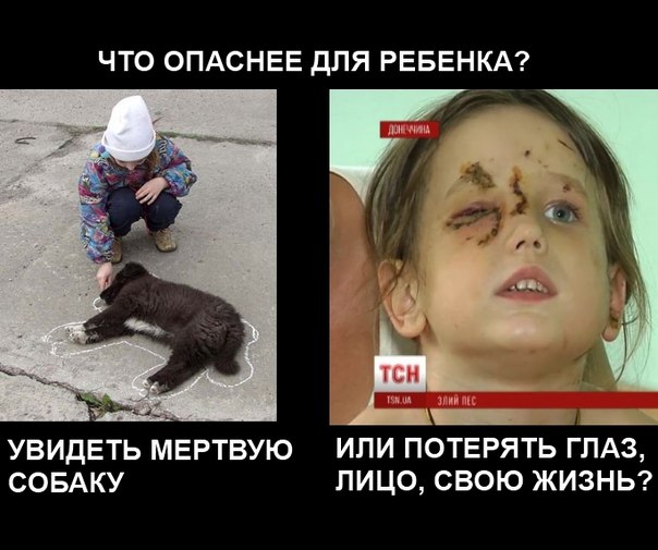 Верховный суд вынес смертный приговор всем бездомным животным России
