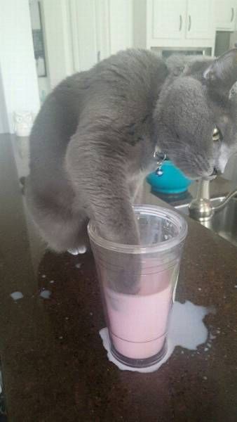 Коты и Кошки