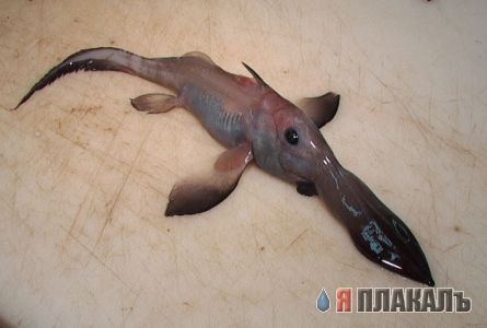 Не плавайте в Реке Конго!