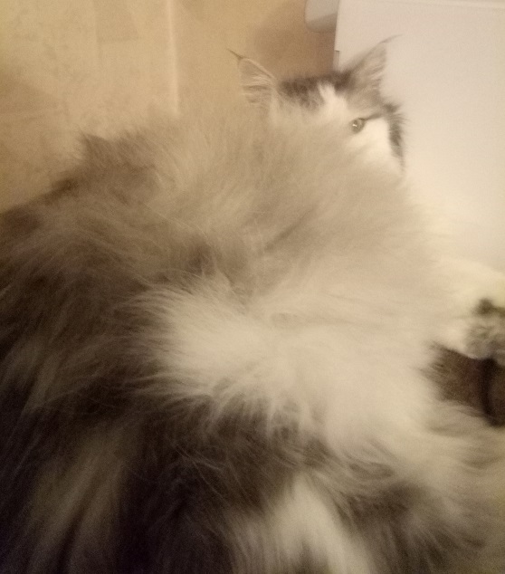 Котовторник 20.06.2017