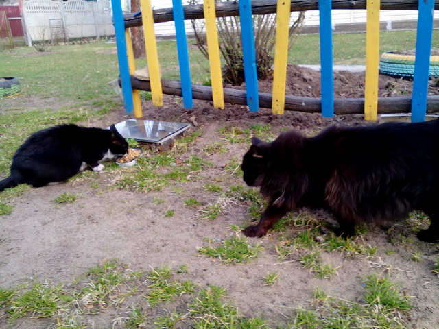 Котовторник 18.07.2017