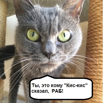 Как выглядит недовольная жизнью японская кошка, застрявшая на год в приюте