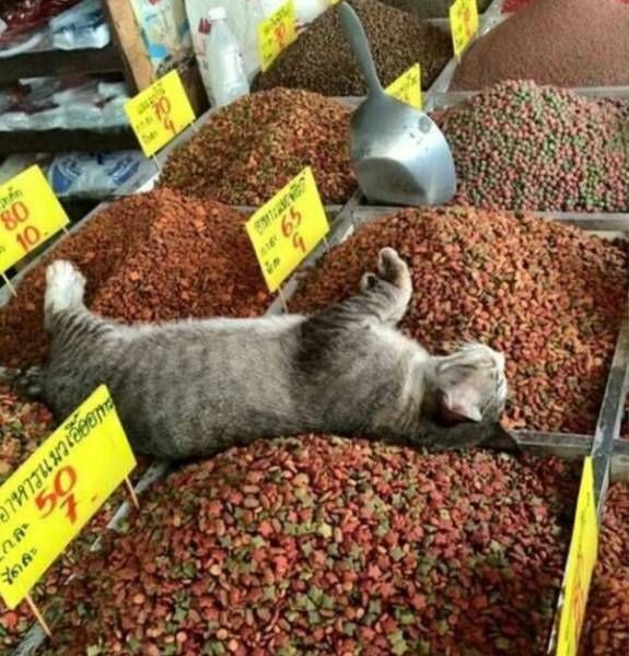 Коты и Кошки