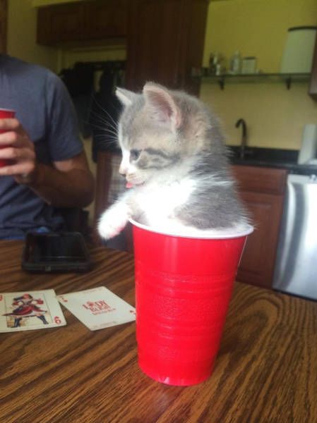 Коты и Кошки